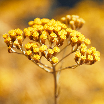 Esencia Trifásica Immortelle Reset Sample