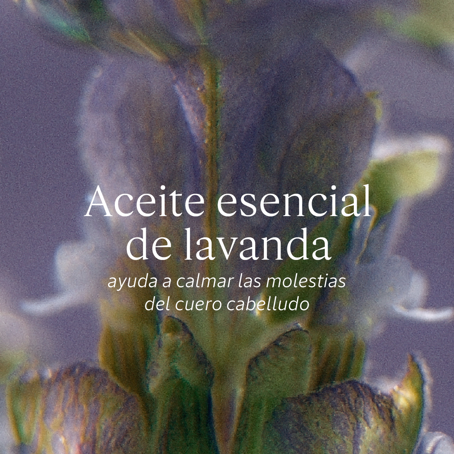 Champú Micelar Equilibrio y Suavidad Aromacología 300ml