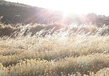 lentes de sol