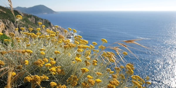 productos immortelle