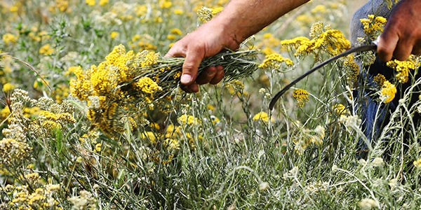 loccitane immortelle