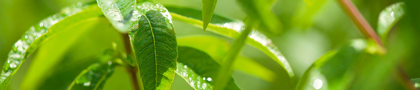 Beneficios de la Verbena