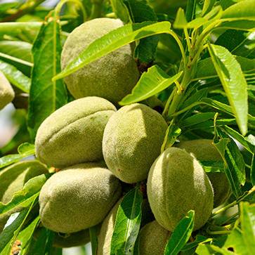 Featured Ingredient - L'Occitane