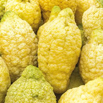 Featured Ingredient - L'Occitane