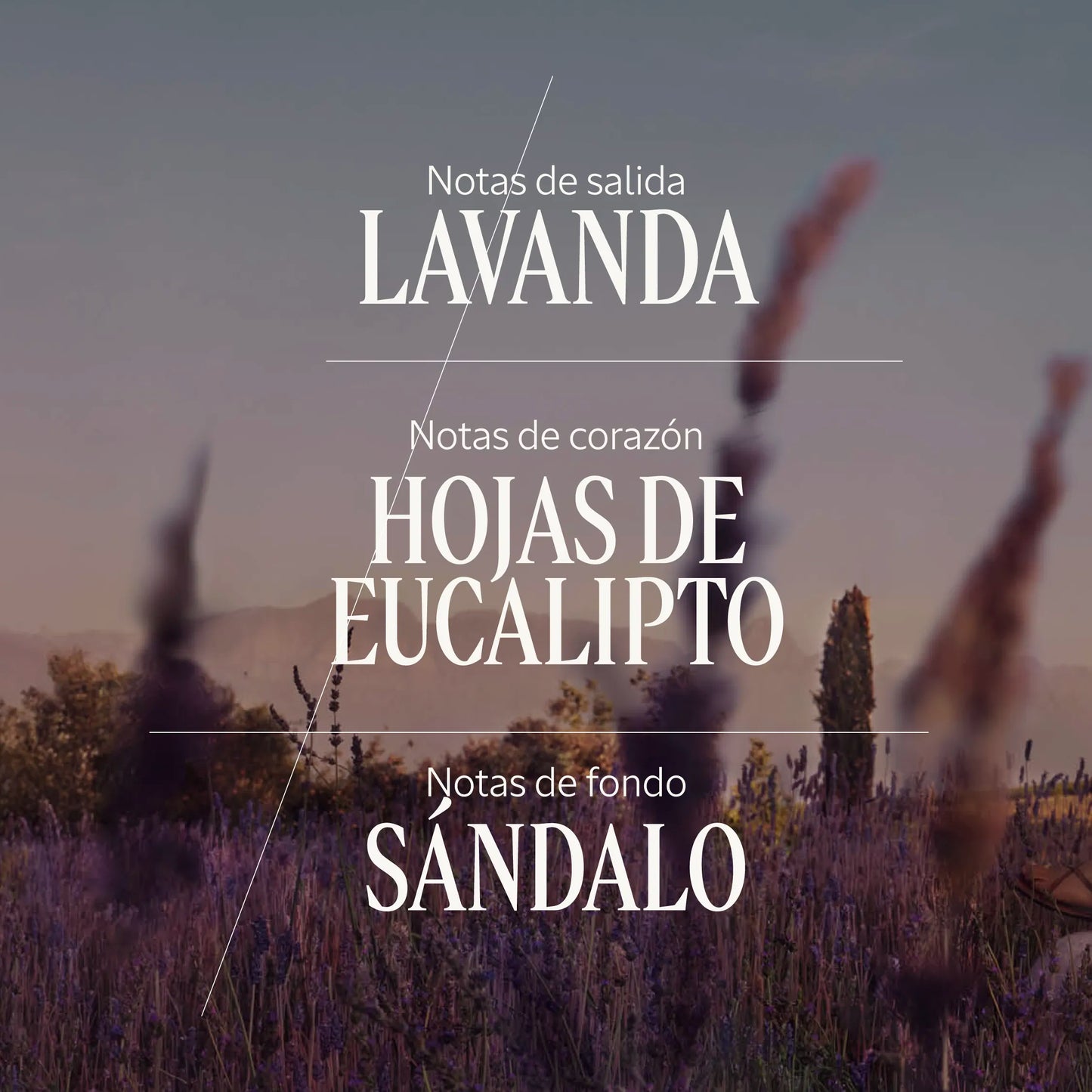 Lavende Eau de Toilette