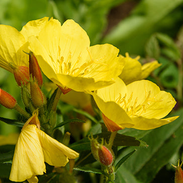 Featured Ingredient - L'Occitane