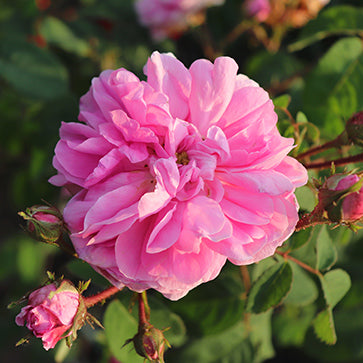 Featured Ingredient - L'Occitane