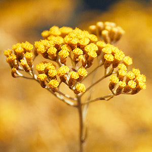 Esencia Trifásica Immortelle Reset Sample
