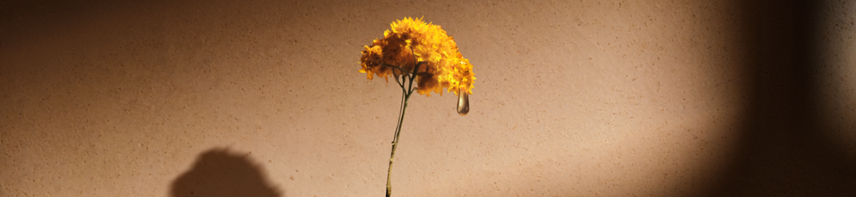 divina-immortelle-retinol-antiedad-arrugas-juventud