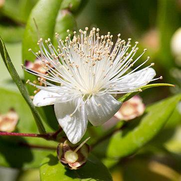 Featured Ingredient - L'Occitane