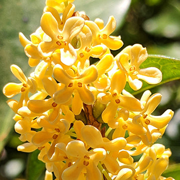 Featured Ingredient - L'Occitane