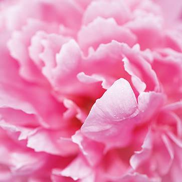  Featured Ingredient - L'Occitane