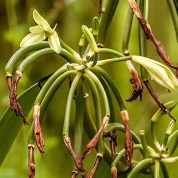 Featured Ingredient - L'Occitane