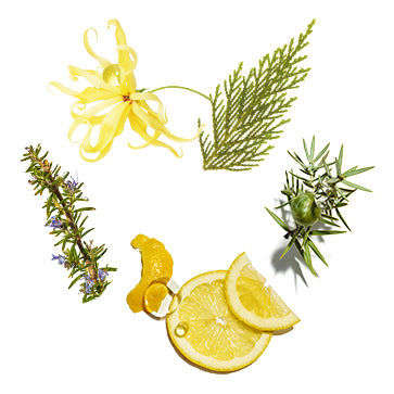 Featured Ingredient - L'Occitane