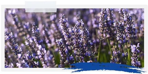 lavanda