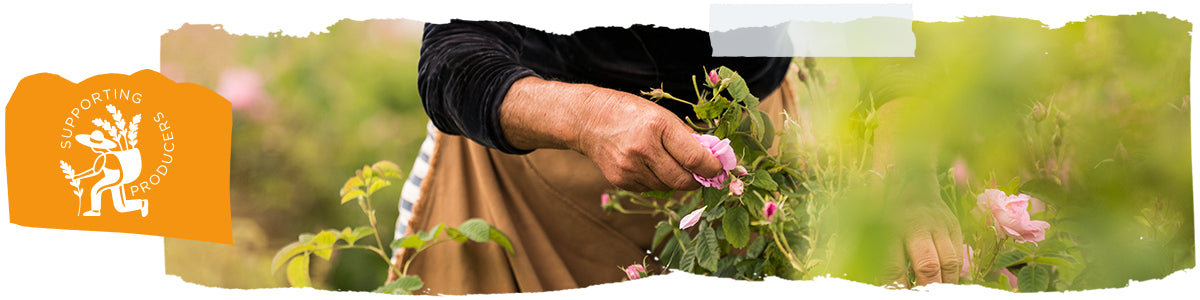 productores loccitane