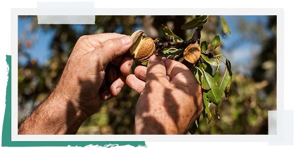 aceite de almendra