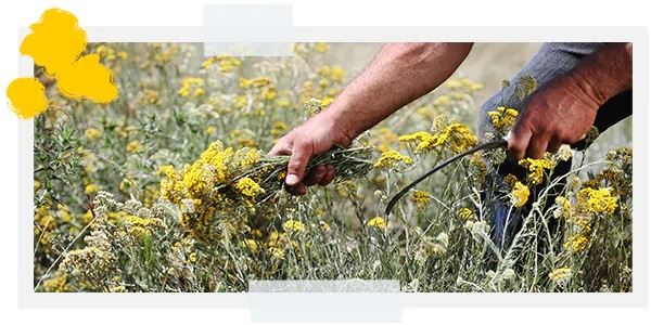 productos immortelle