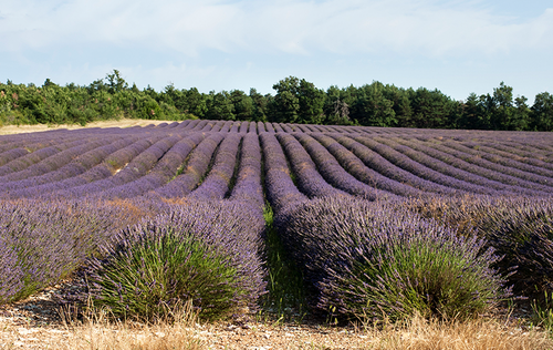 lavanda