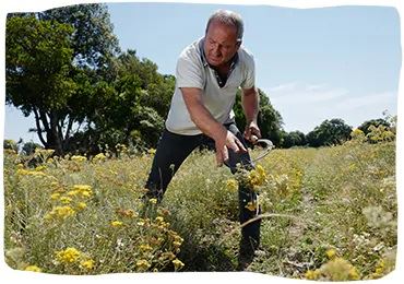 recolectores loccitane