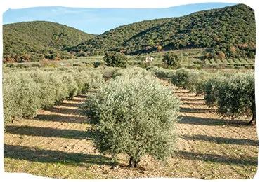 trabajar en loccitane