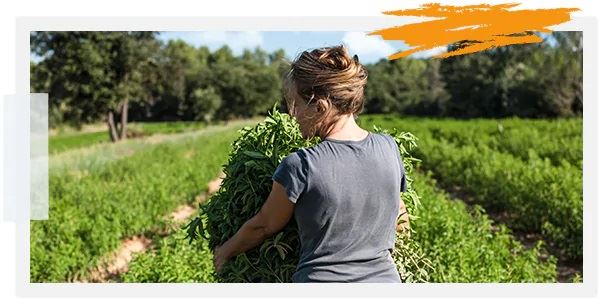 loccitane valores