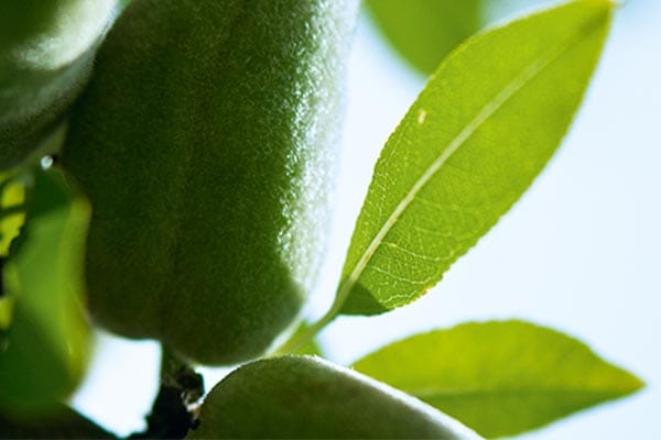 aceite de almendra