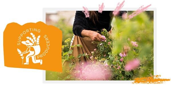 productores loccitane