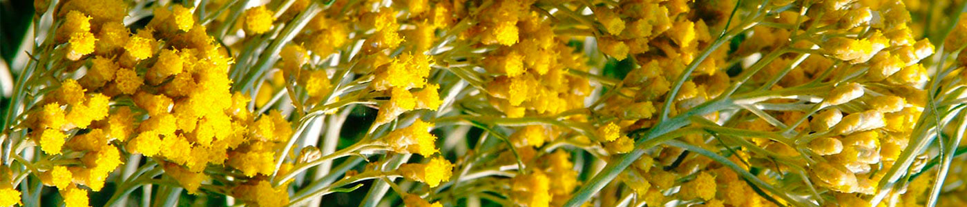 flor immortelle