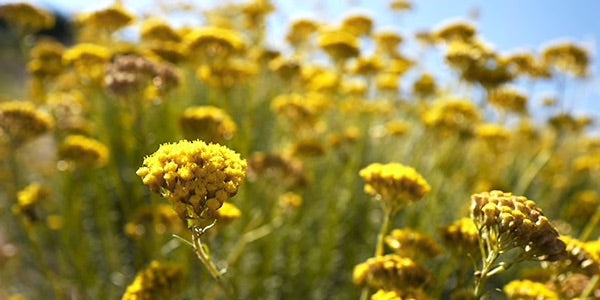 immortelle productos