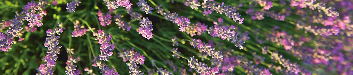 lavanda