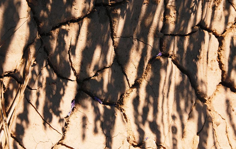 cosmeticos de lavanda