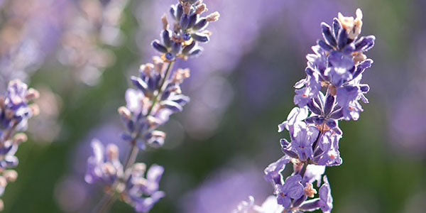 los mejores perfumes de mujer