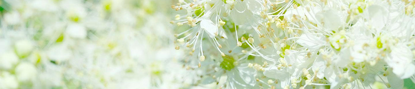 Flor Reina de los prados
