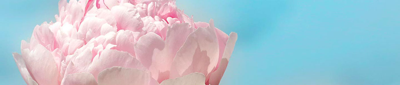 peonia